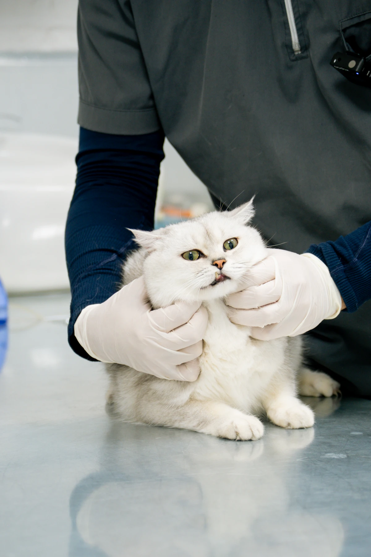 A white cat being examined by a veterinarian on the exam table