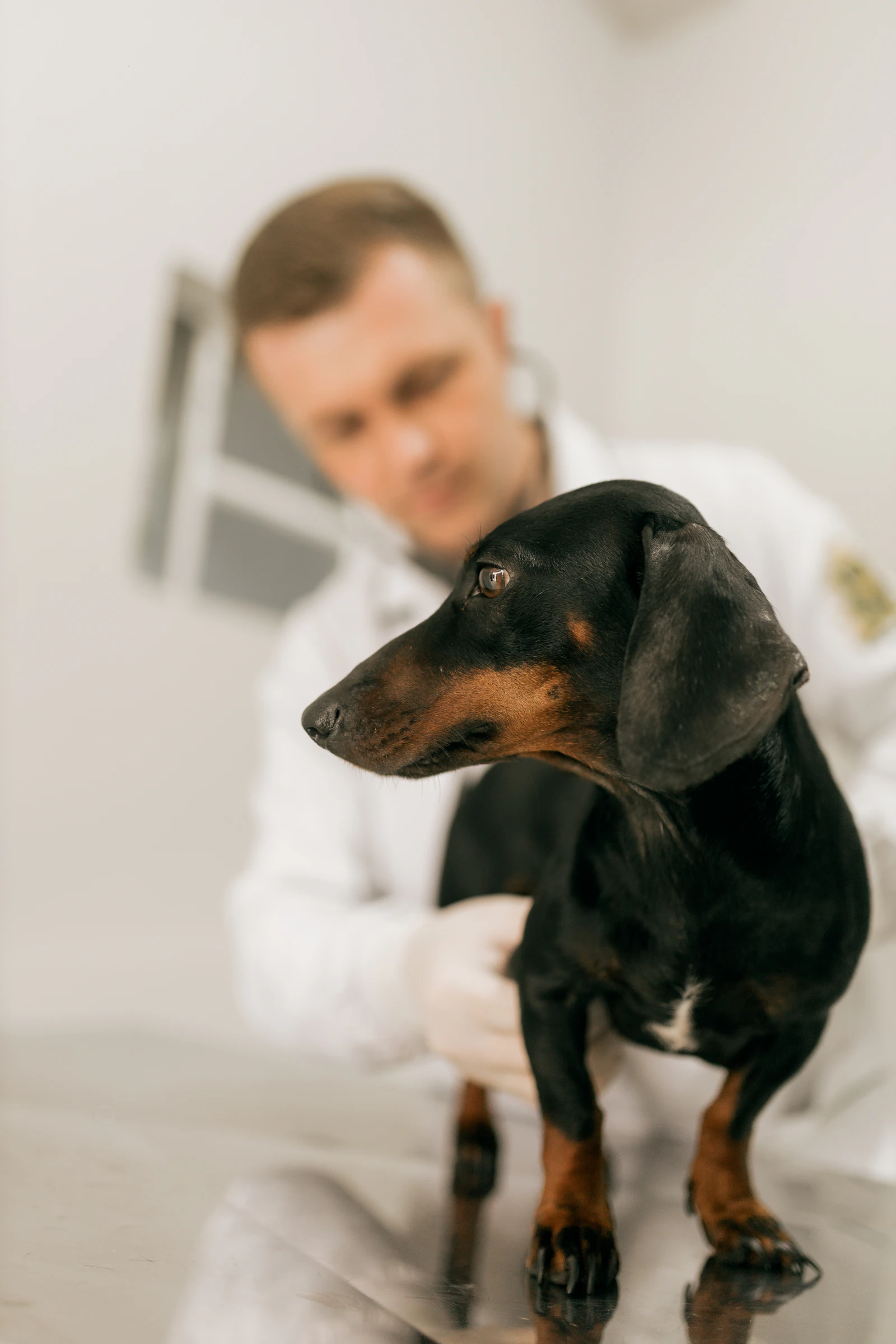 A veterinarian gently examining a dachshund on the treatment table