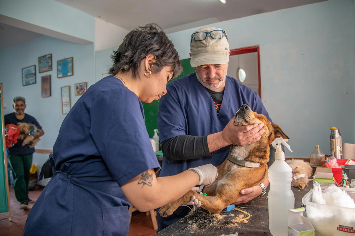 Clinic staff in scrubs caring for a dog at the treatment table